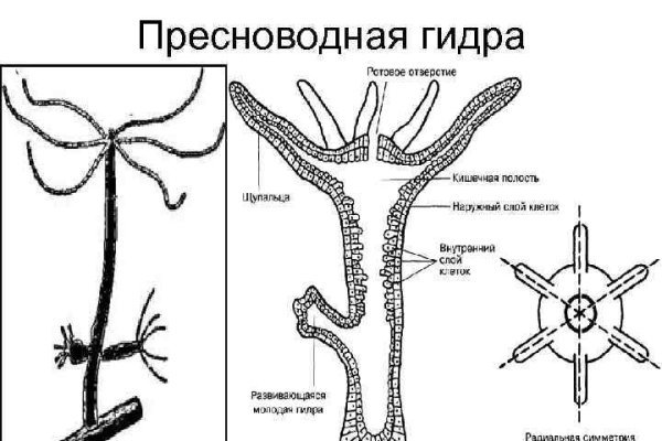 Кракен 12 at