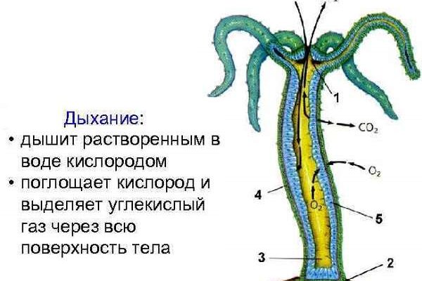 Короткая ссылка на кракен